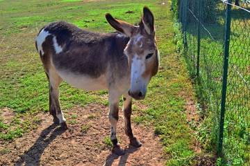 Donkey in Pasture