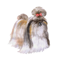 Watercolor portrait of Tibet Shih Tzu Chinese lion dog breed dog isolated on white background. Hand drawn sweet pet. Bright colors, realistic look. Greeting card design. Clip art. Add your text - 132705653