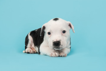 Obraz premium Cute stafford terrier puppy on a blue backgroundl
