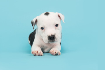 Obraz premium Cute baby stafford terrier dog on a blue background