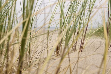 Poster Sand and grass in the dunes