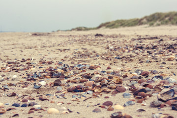 Beautiful colored shells on a beach