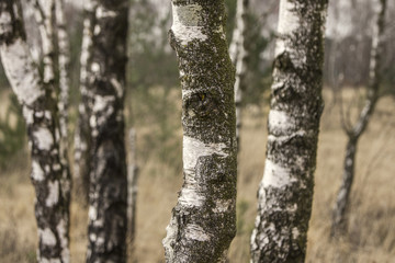 close-up of birch trunks