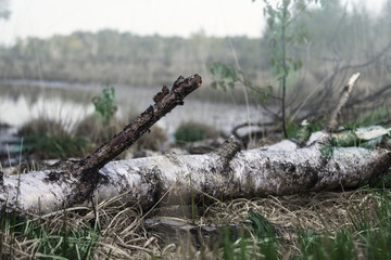 Birch log at a lake