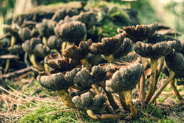 close-up of mushrooms in soft autumn light