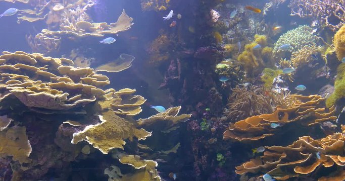 Small Colorful Deep Sea Coral Fish In Aquarium