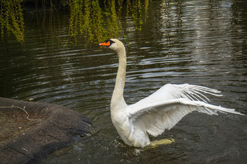 Swan in water