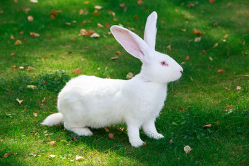 Fototapeta premium the white rabbit