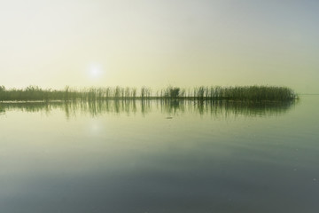 Reed and water at sunrise.