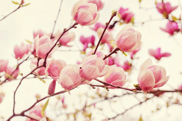 Fototapety  Flowers of magnolia tree in springtime
