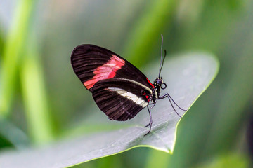 Butterfly 3 