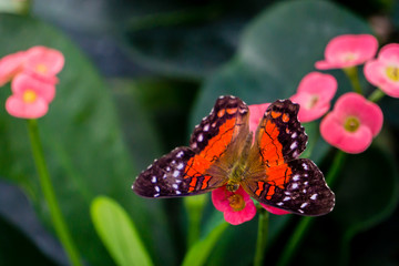 Obraz premium Butterfly 2