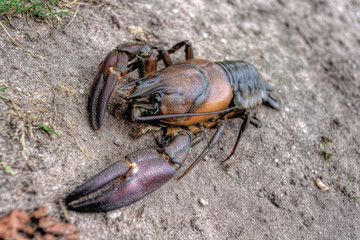 Crayfish