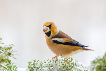 Kernbei&szlig;er auf einer Tanne