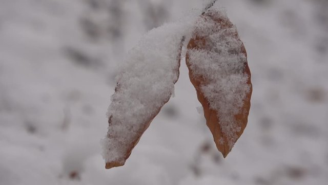 Junge Buche im Schnee, Fagus, Winterwald, 4K