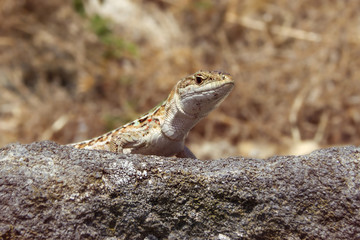 lizard on a rock