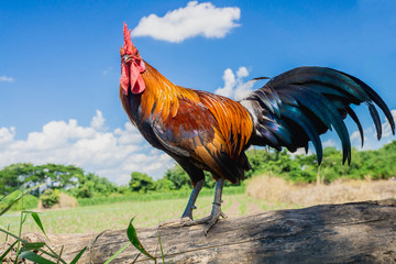 close up portrait of bantam chicken, Beautiful colorful cock