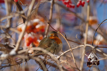 Robin