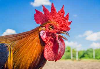close up portrait of bantam chicken, Beautiful colorful cock