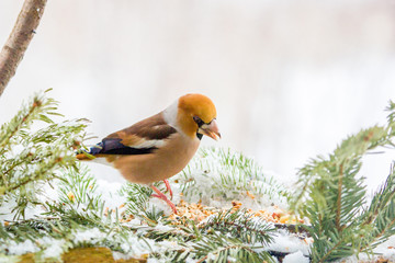 Kernbei&szlig;er auf einer Tanne