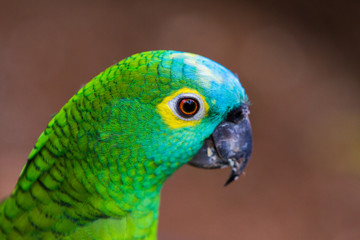 Yellow, turqoise and green parrot in the Iguazu Waterfalls National Park