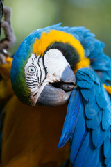 The blue-and-yellow macaw (Ara ararauna), also known as the blue-and-gold macaw