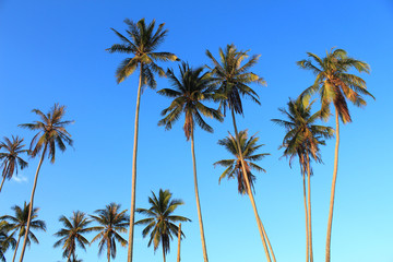 Coconut plam tree on blue sky background