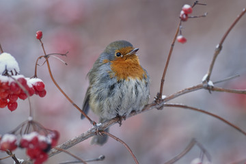 Robin