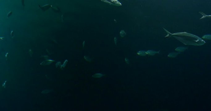 Deep Ocean Fish In Large Aquarium