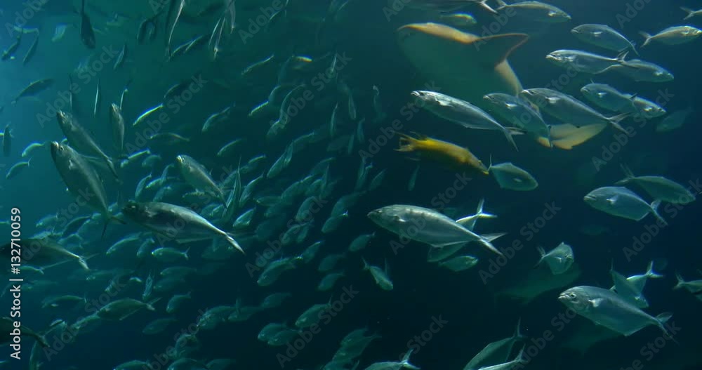 Wall mural Deep Ocean Fish In Large Aquarium - Wall murals