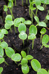 Young plant