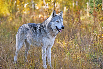 Alert female Timber Wolf standing in meadow