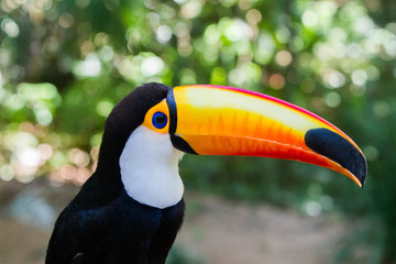 Fototapeta premium Close-up of the toco toucan Ramphastos toco.