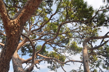Obraz premium pine-tree