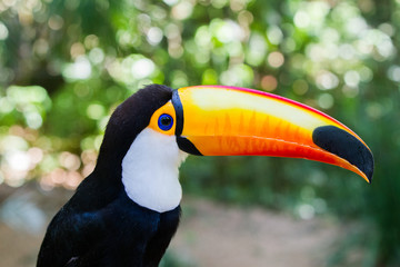 Fototapeta premium Close-up of the toco toucan Ramphastos toco.