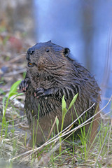 Curious Beaver standing on hind legs ,watching