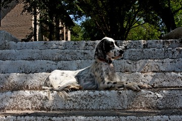 Regal white dog with black spots of hunting breed - english setter- laying on the white stairs