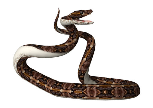 3D Rendering Gaboon Viper Snake on White