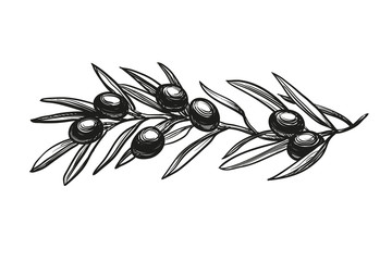 vector illustration of olive branch