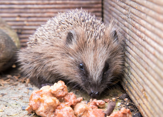 kleiner igel im herbst