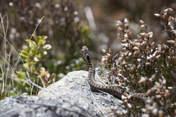 adder