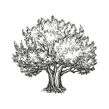 vector illustration of olive tree