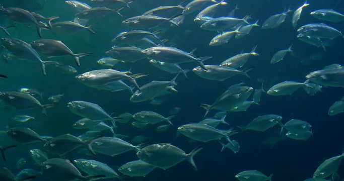 Deep Ocean Fish In Large Aquarium
