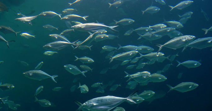 Deep Ocean Fish In Large Aquarium