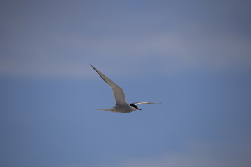 common tern