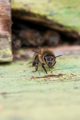 bee in beehive