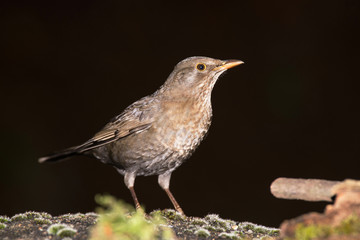 Blackbird - female