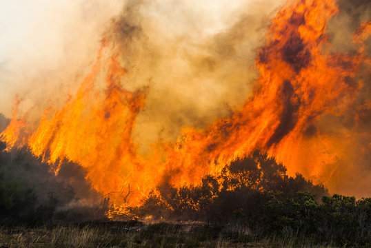 Thick smoke drifting in air during wildfire in forest