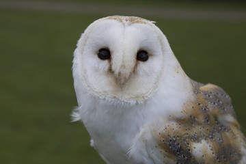 Obraz premium barn owl