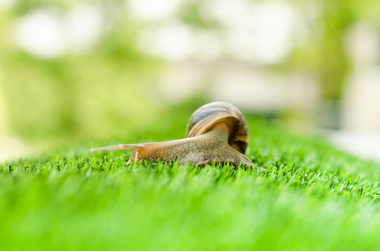 Snail crawling.